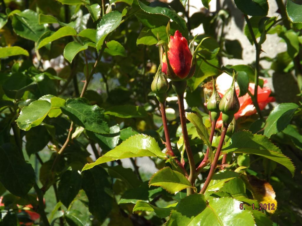 B&B Sol Fiori Agordo Exterior photo