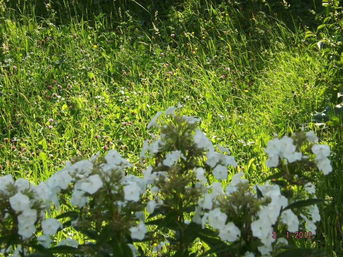 B&B Sol Fiori Agordo Exterior photo